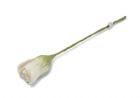 Vis produktside for: Hvid tulipan