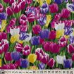 Vis produktside for: Kulørte tulipaner